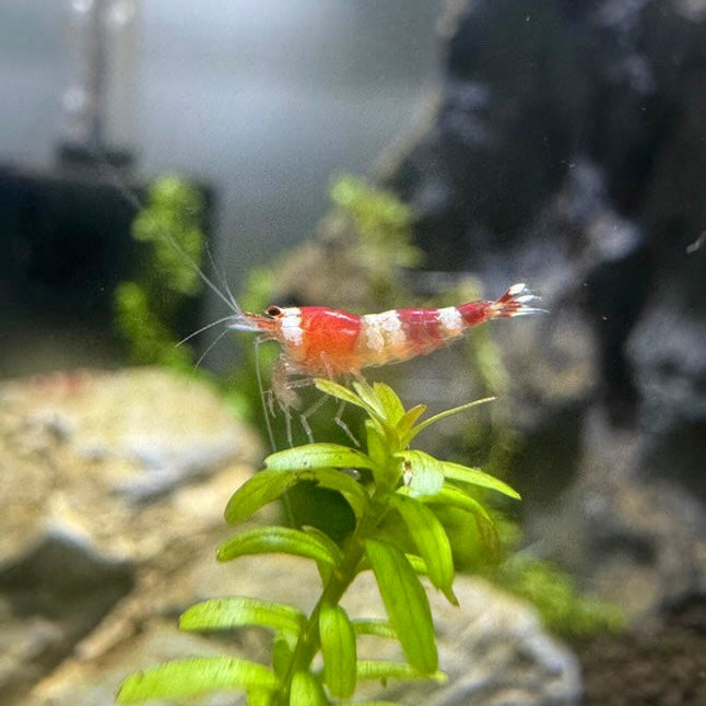 Crystal Red Shrimp