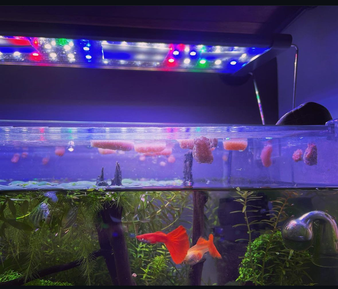 Albino Full Red Guppy (Male Only)