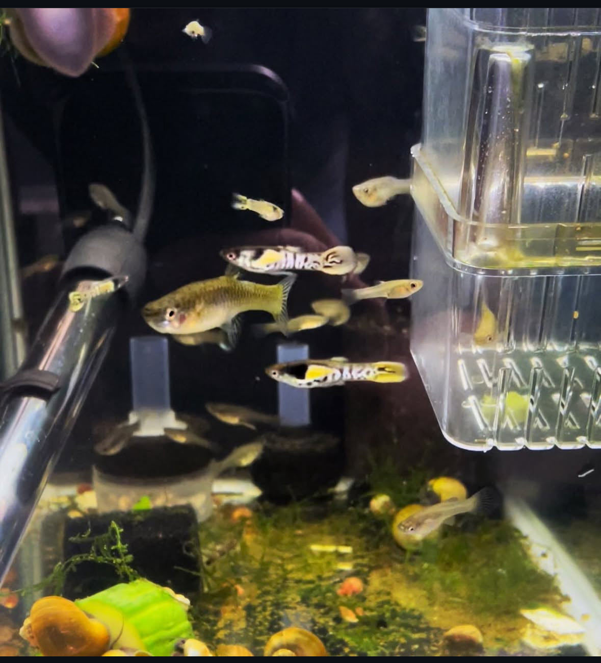 Rainbow Tiger Endler