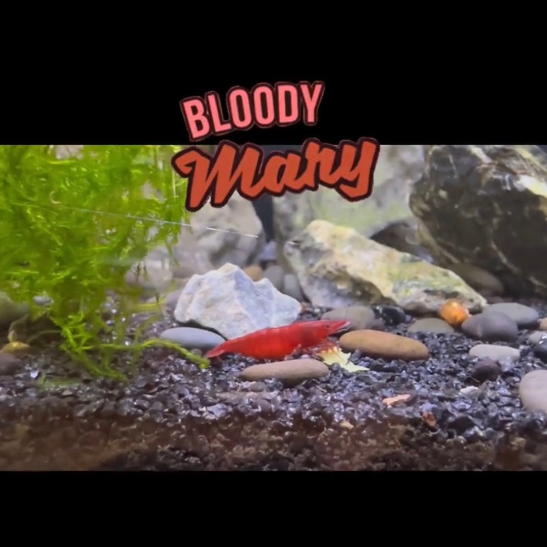 Bloody Mary Cherry Shrimp