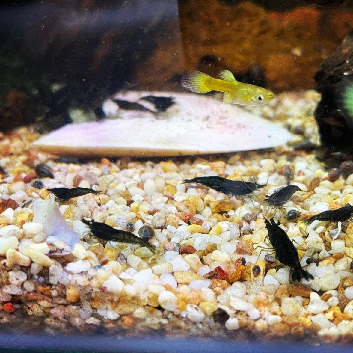 Black Cherry Shrimp