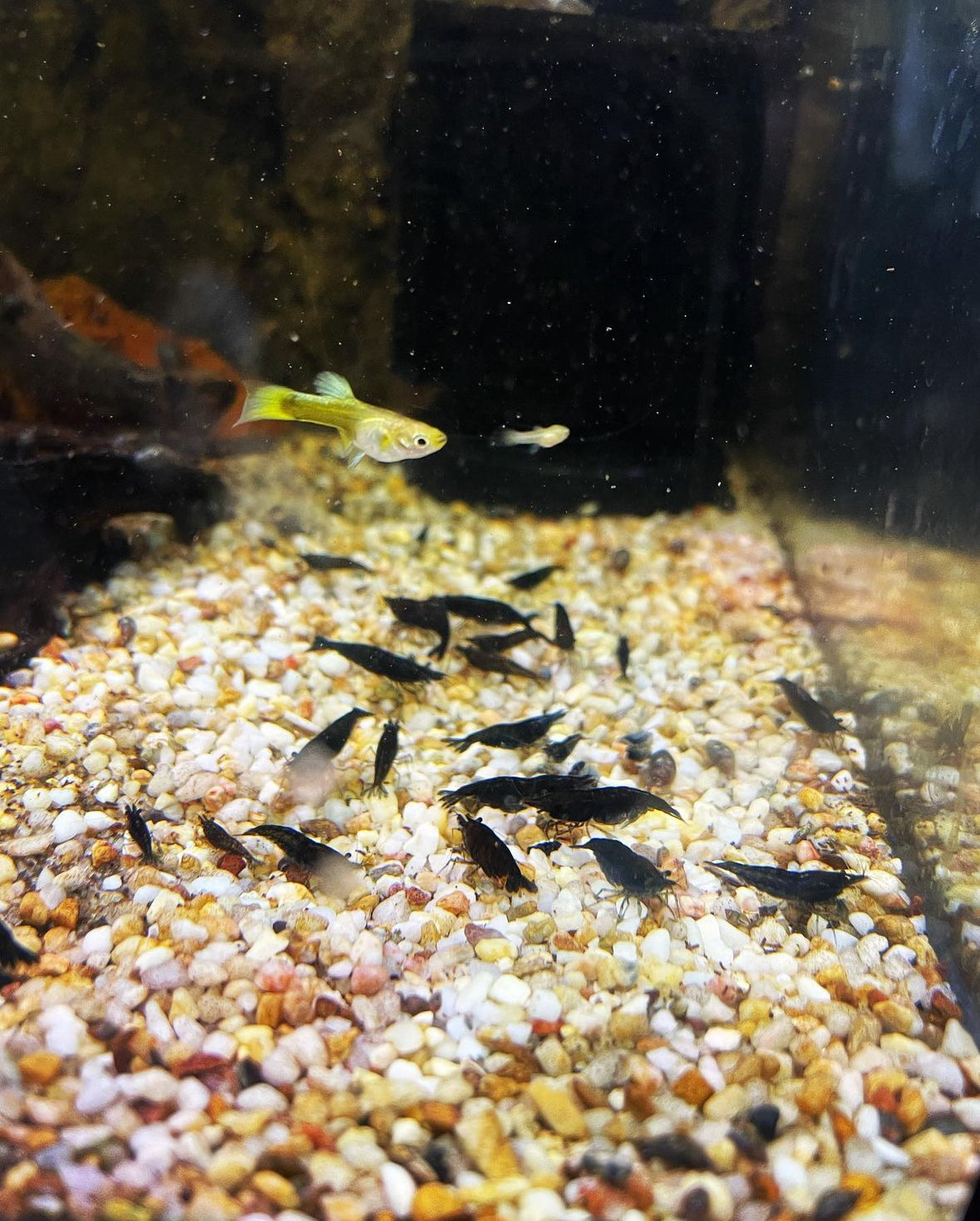 Black Cherry Shrimp