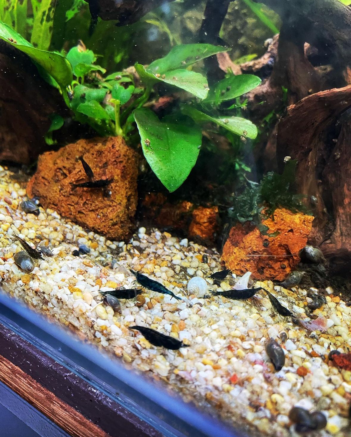 Black Cherry Shrimp