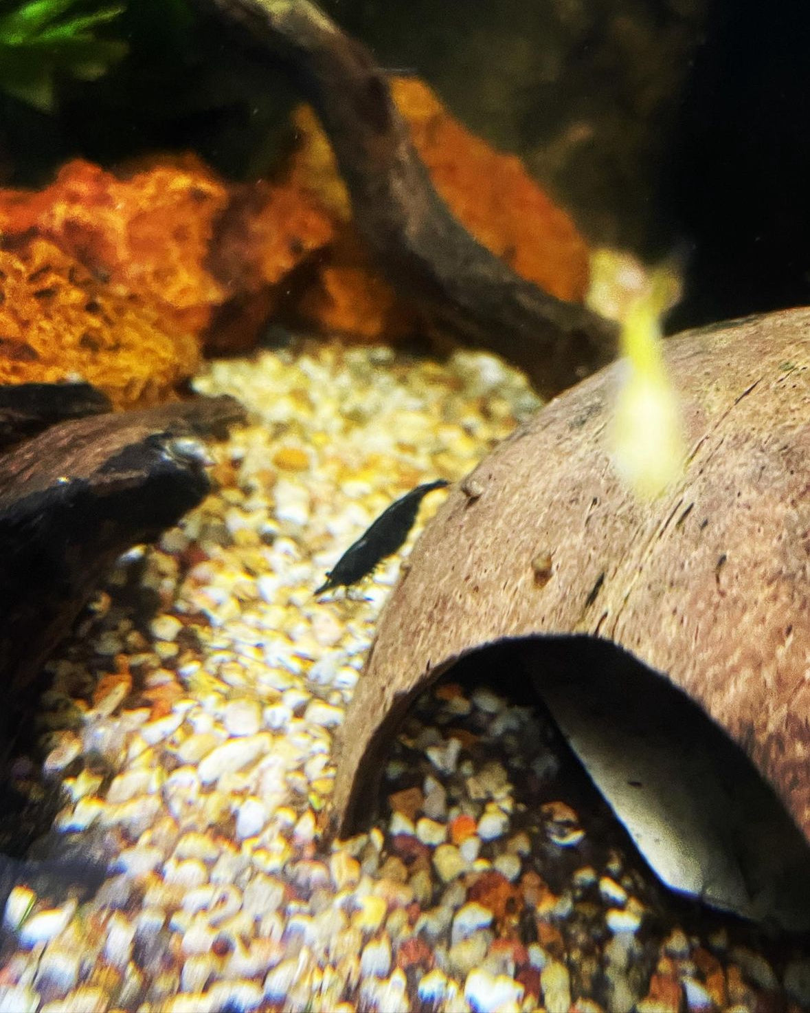 Black Cherry Shrimp