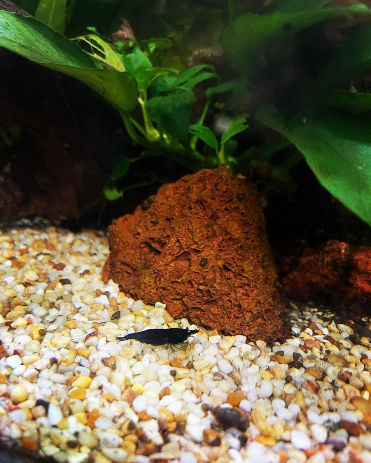 Black Cherry Shrimp