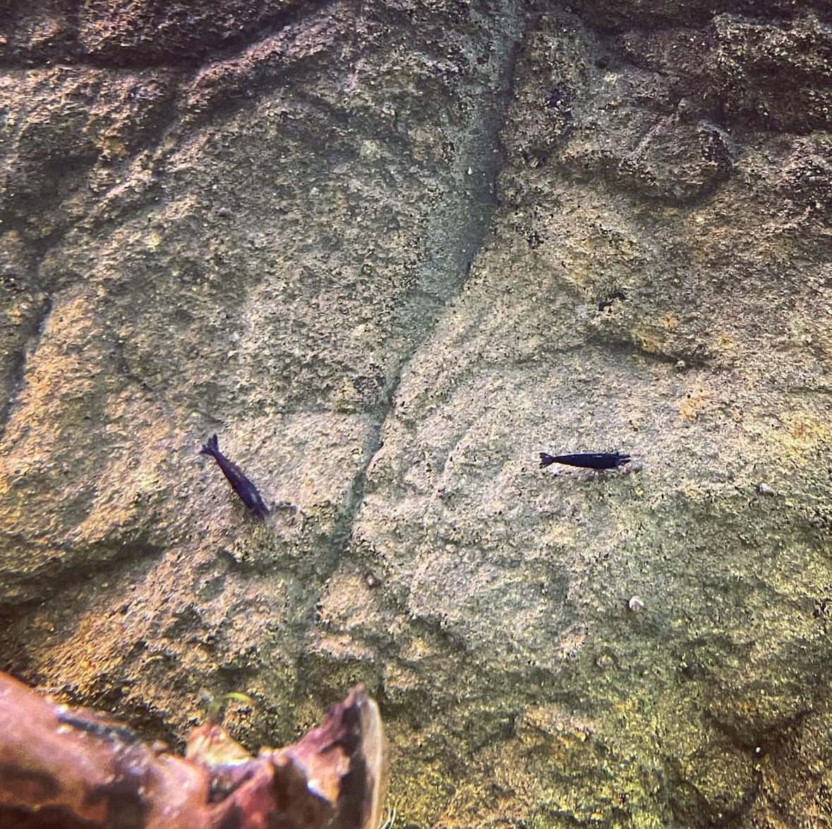 Black Cherry Shrimp