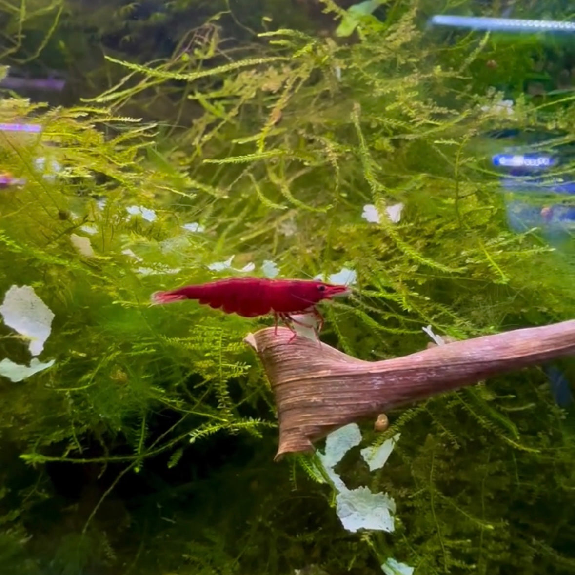 Bloody Mary Cherry Shrimp