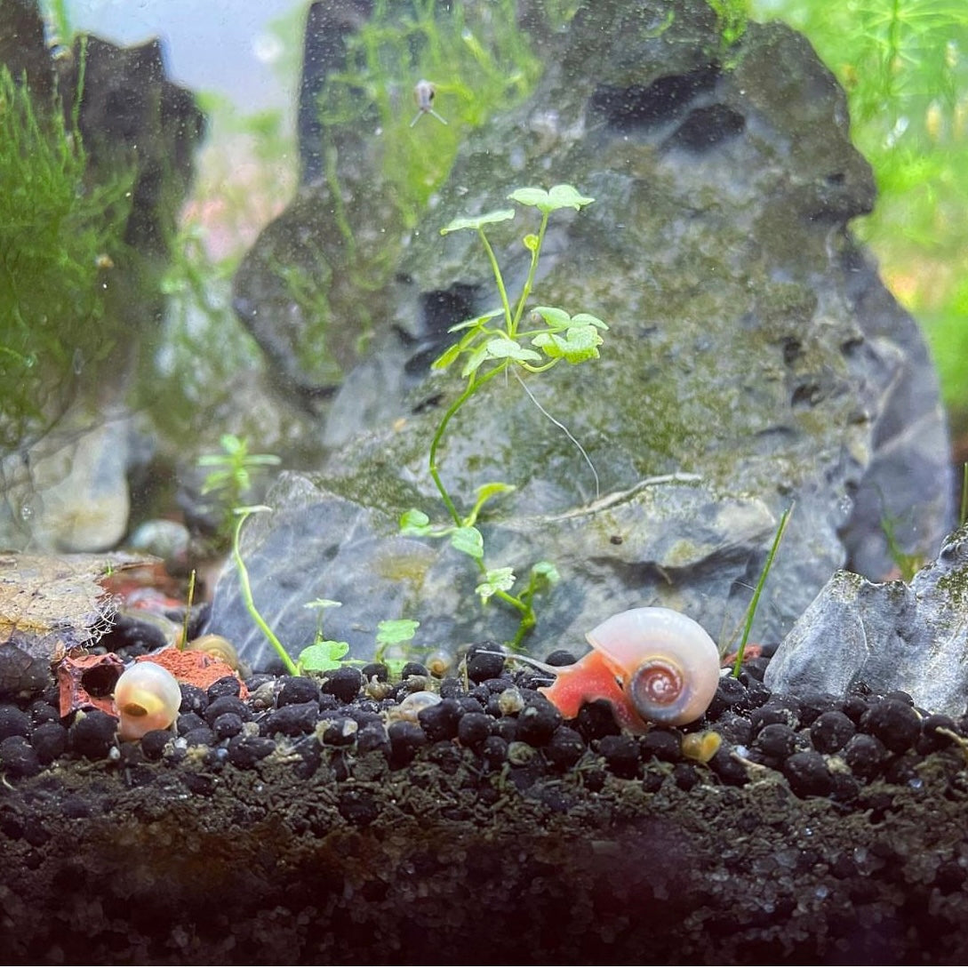 Ivory Pink Ramshorn Snail