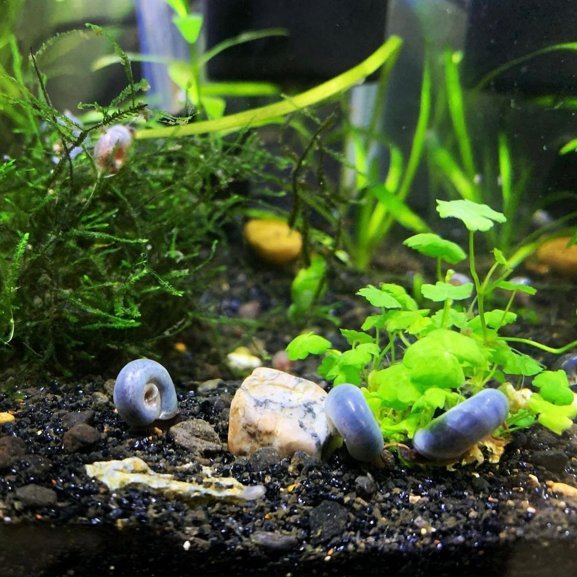 Blue Ramshorn Snail