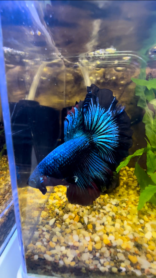 Blue Butterfly Betta Halfmoon - Male