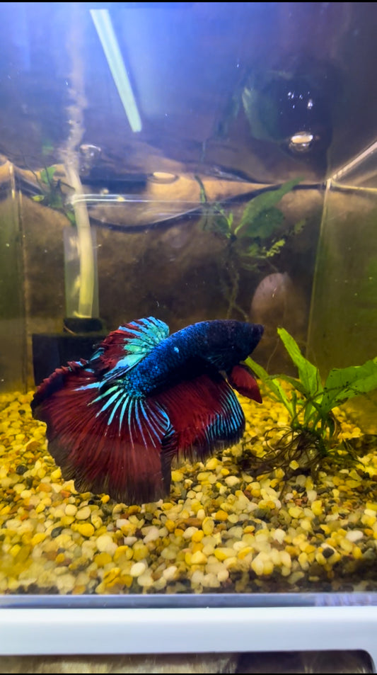 Tricolour Fancy Betta Halfmoon - Male