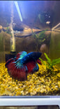 Tricolour Fancy Betta Halfmoon - Male