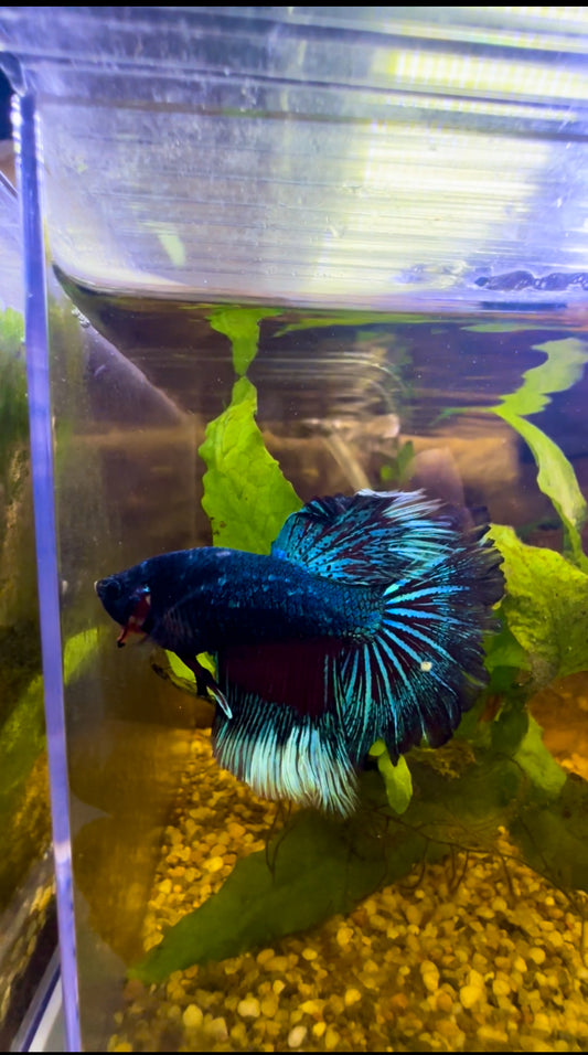 Tricolour Fancy Betta Halfmoon - Male