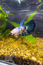 Marbled Fancy Betta Delta Tail - Male
