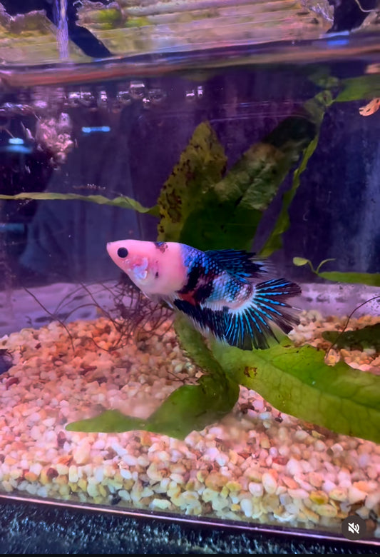 Blue Fancy Betta HMPK - Male