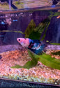 Blue Fancy Betta HMPK - Male