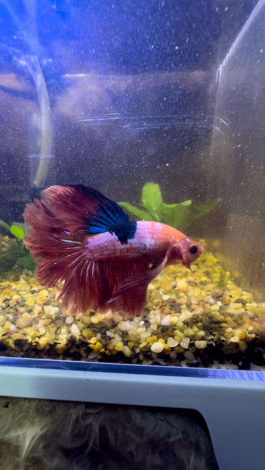 Red Fancy Betta Halfmoon - Male