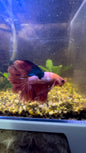 Red Fancy Betta Halfmoon - Male
