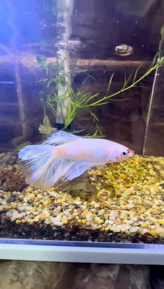 White Fancy Betta Halfmoon - Male
