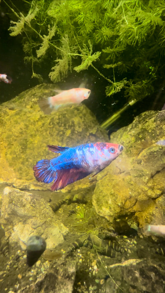 Tricolour Fancy Betta Halfmoon - Female