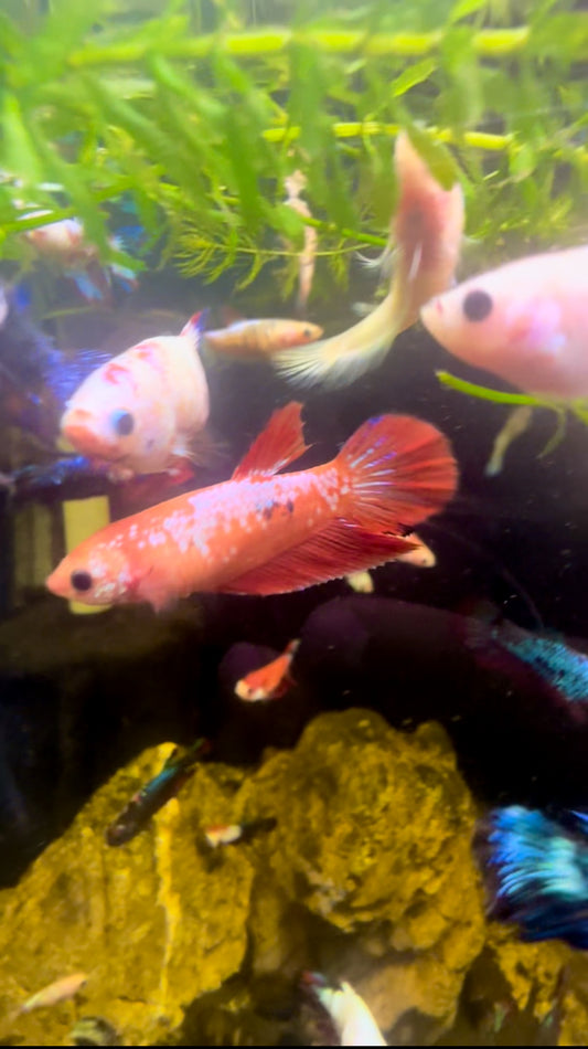 Red Fancy Betta Halfmoon - Female