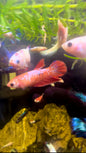 Red Fancy Betta Halfmoon - Female