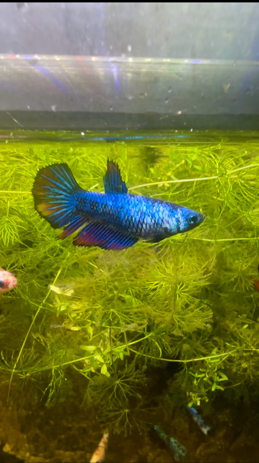Blue Fancy Betta Halfmoon - Female