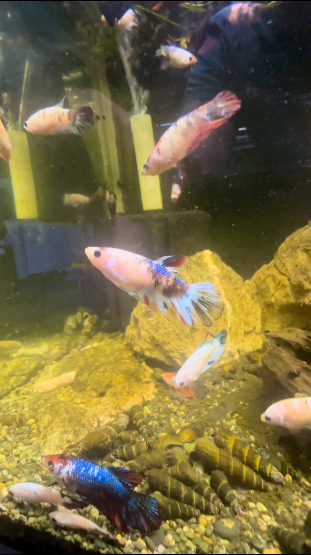 Koi Fancy Betta Halfmoon - Female