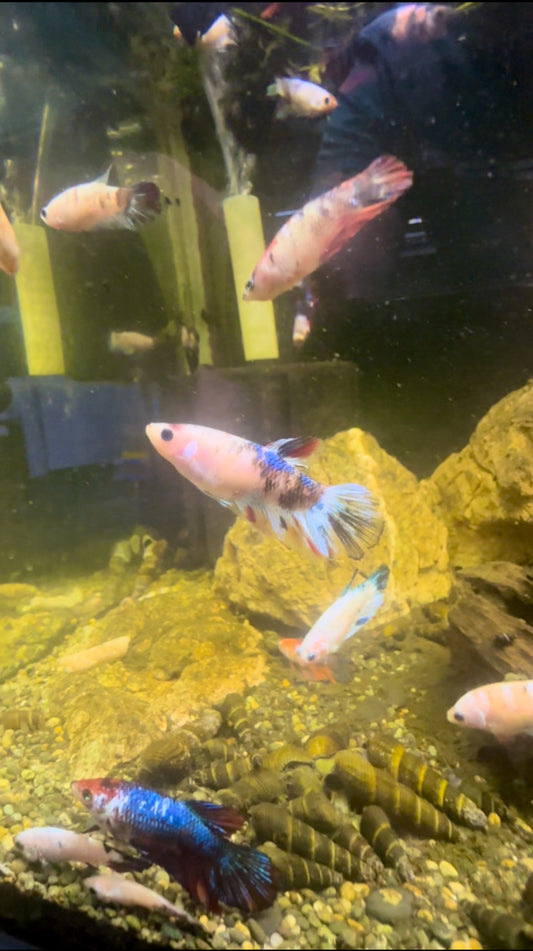 Koi Fancy Betta Halfmoon - Female