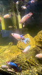 Koi Fancy Betta Halfmoon - Female