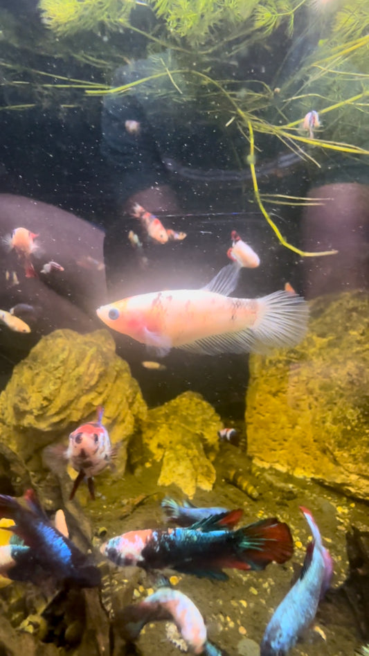White Fancy Betta Halfmoon - Female