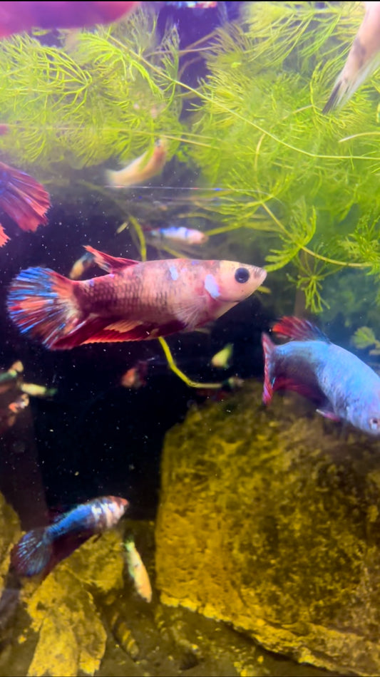 Marbled Fancy Betta Halfmoon - Female