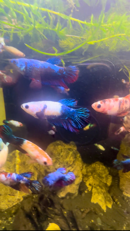 Bicolour Fancy Betta Halfmoon - Female