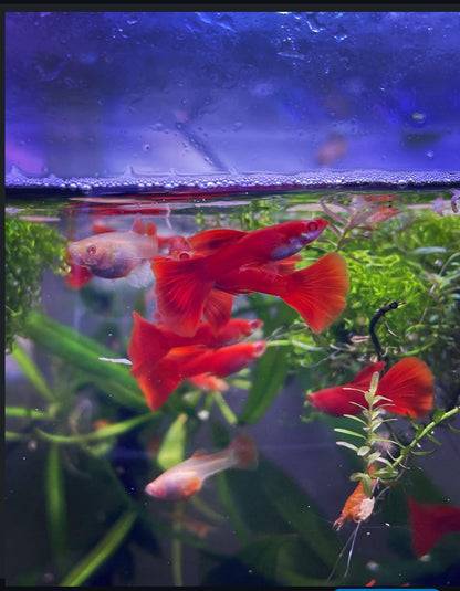Albino Full Red Guppy (Male Only)