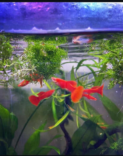Albino Full Red Guppy (Male Only)