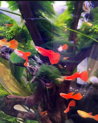 Albino Full Red Guppy (Male Only)