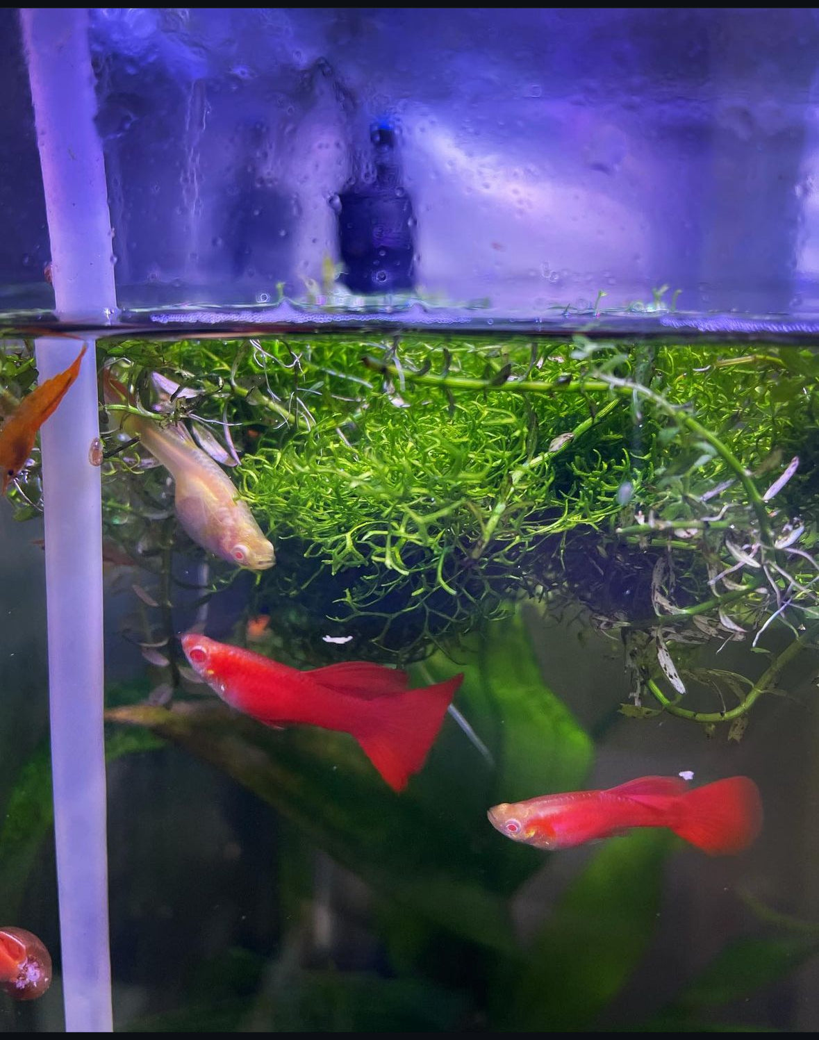 Albino Full Red Guppy (Male Only)