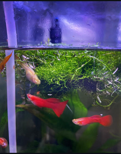 Albino Full Red Guppy (Male Only)