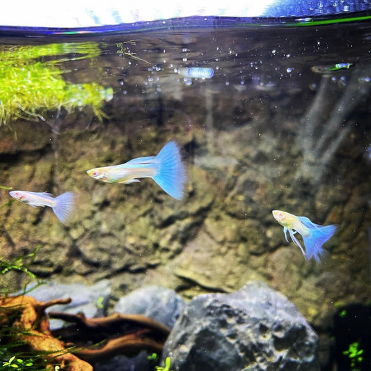 Albino Blue Topaz Guppy