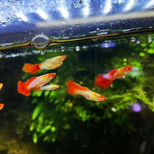 Platinum Koi Guppy