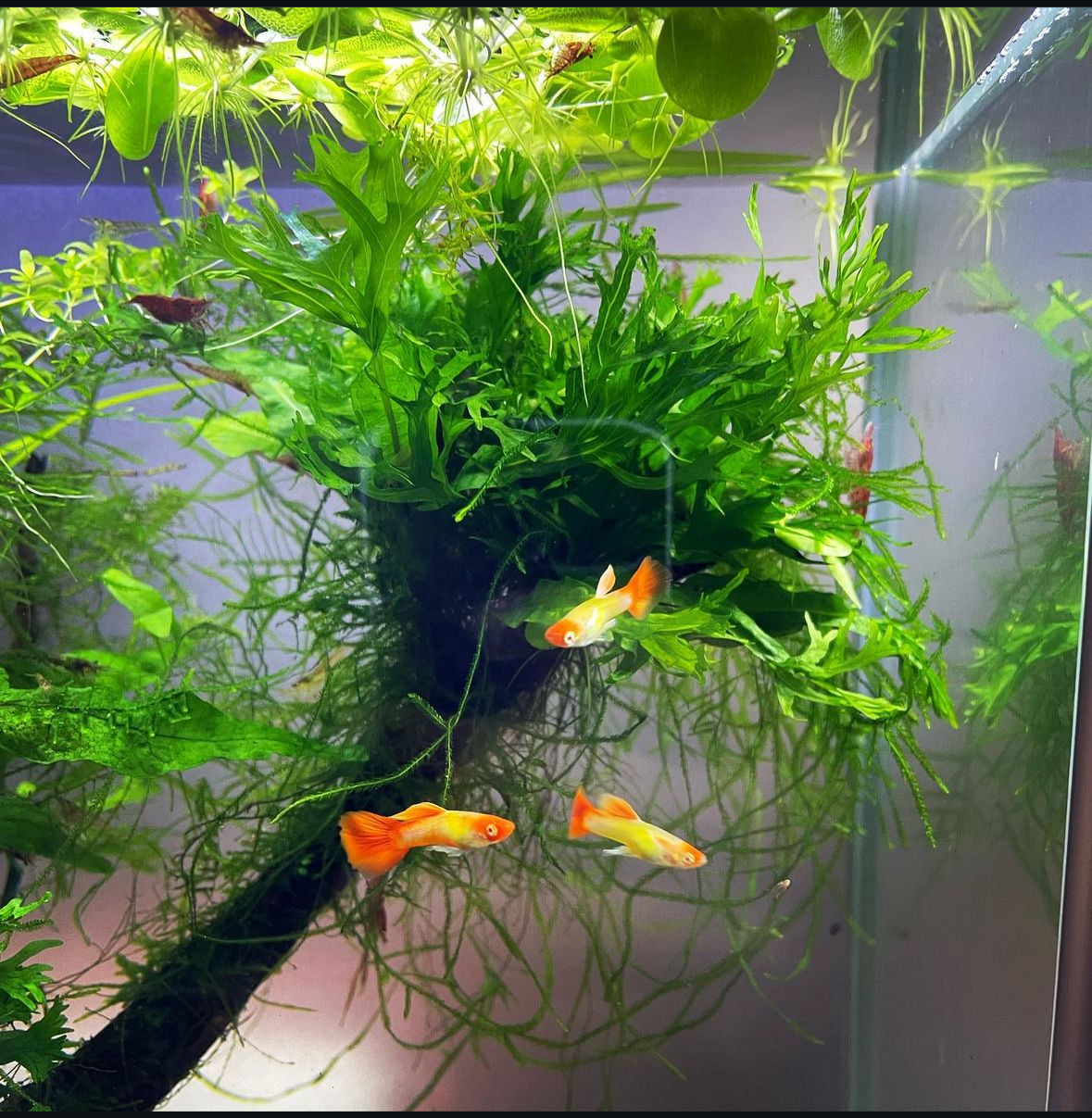 Platinum Koi Guppy