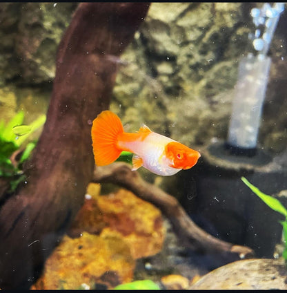 Platinum Koi Guppy