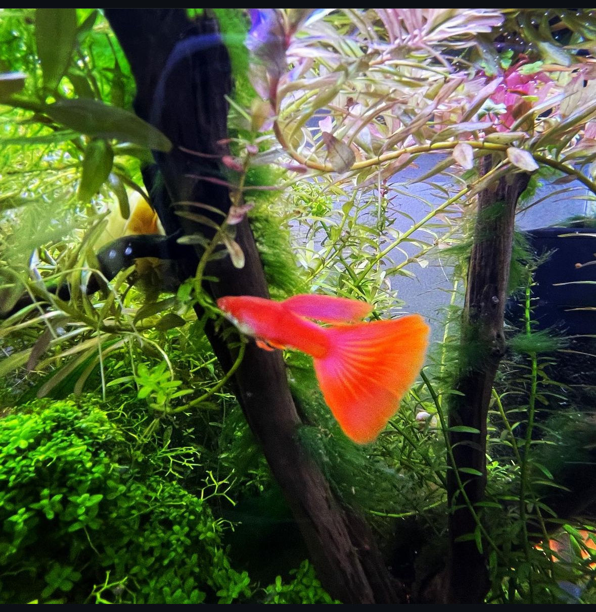 Albino Full Red Guppy (Male Only)