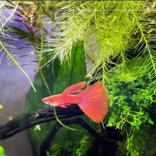 Albino Full Red Guppy (Male Only)