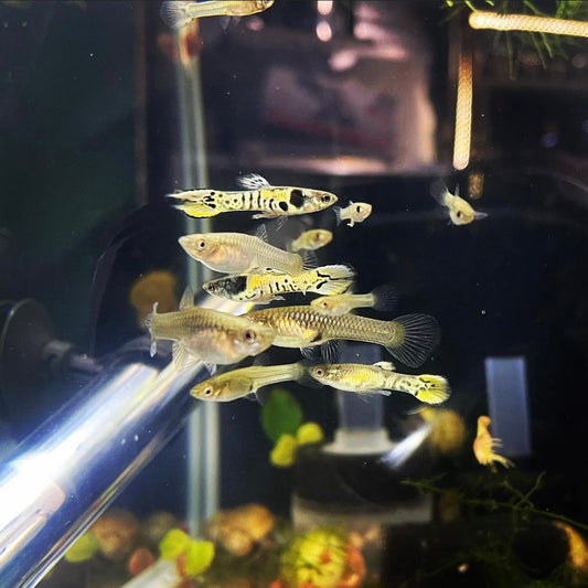 Rainbow Tiger Endler