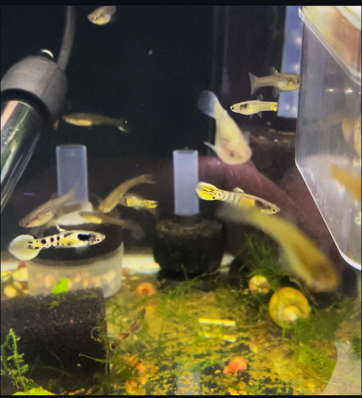 Rainbow Tiger Endler