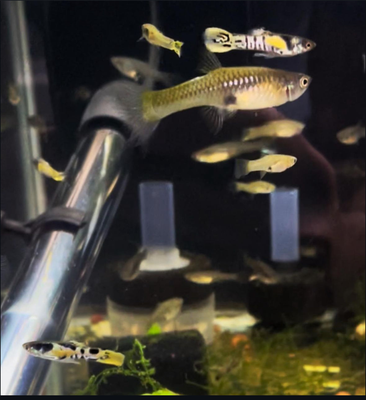 Rainbow Tiger Endler