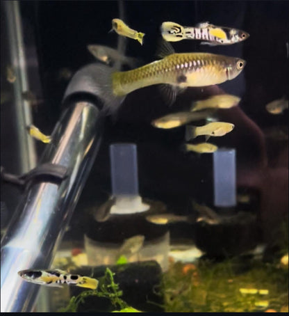 Rainbow Tiger Endler