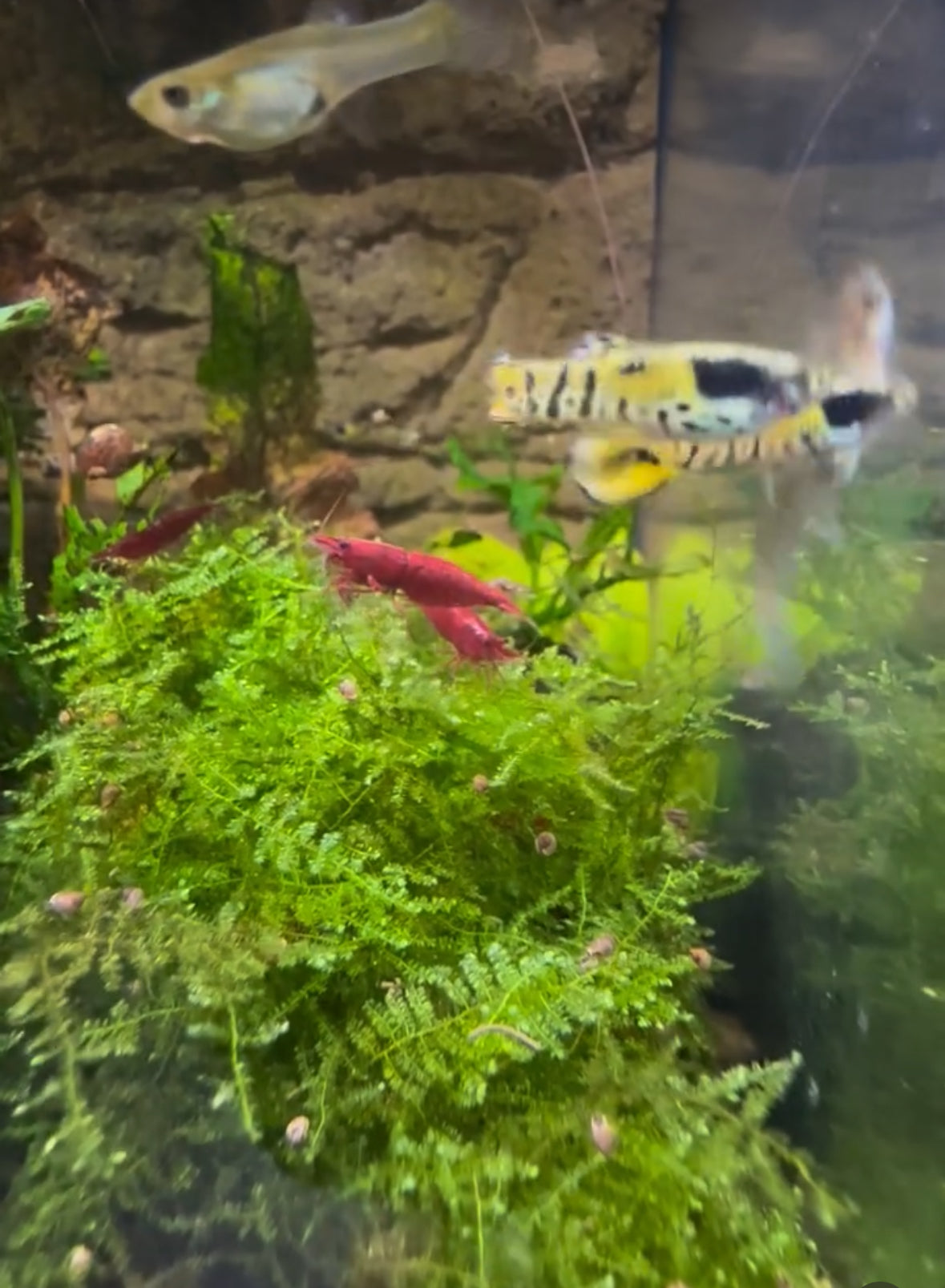 Bloody Mary Cherry Shrimp