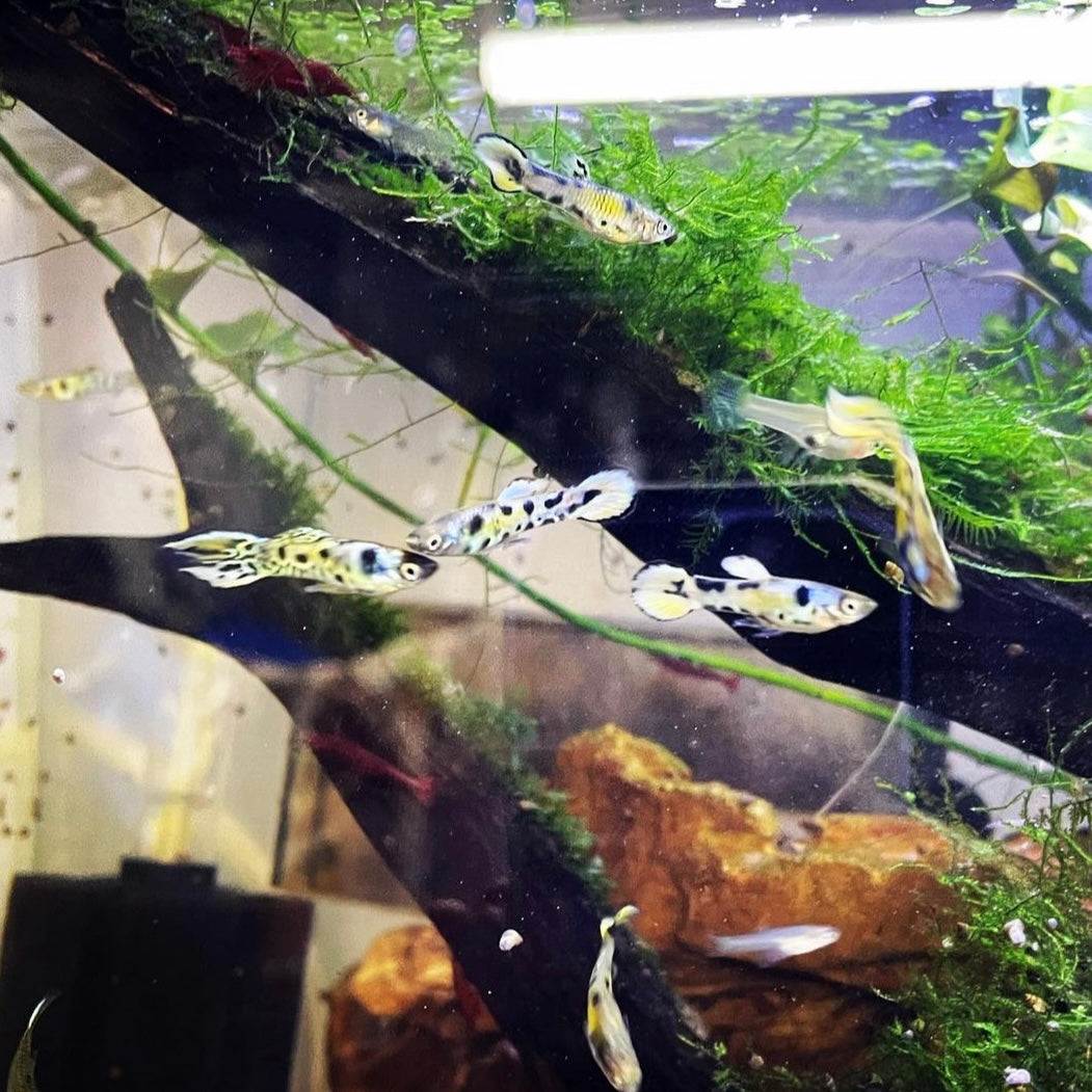 Rainbow Tiger Endler